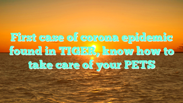 First case of corona epidemic found in TIGER, know how to take care of your PETS